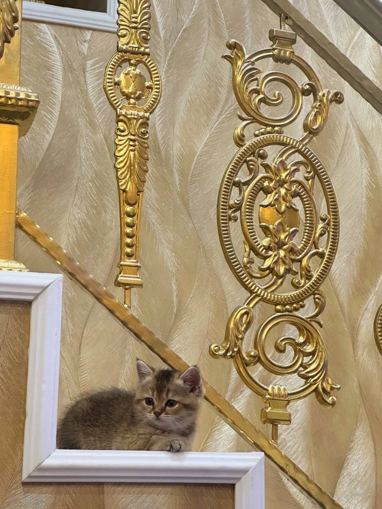 Кошка, золотые шиншилла