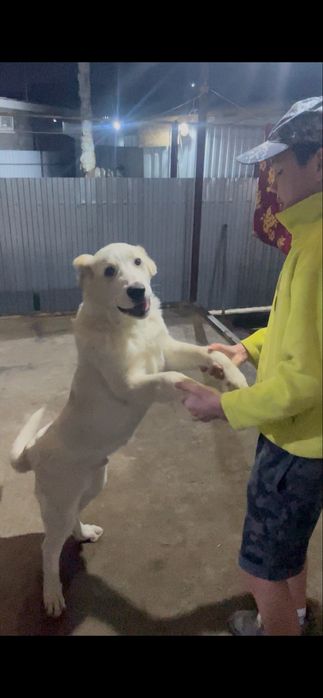 Продам алабай чистокрованнвй