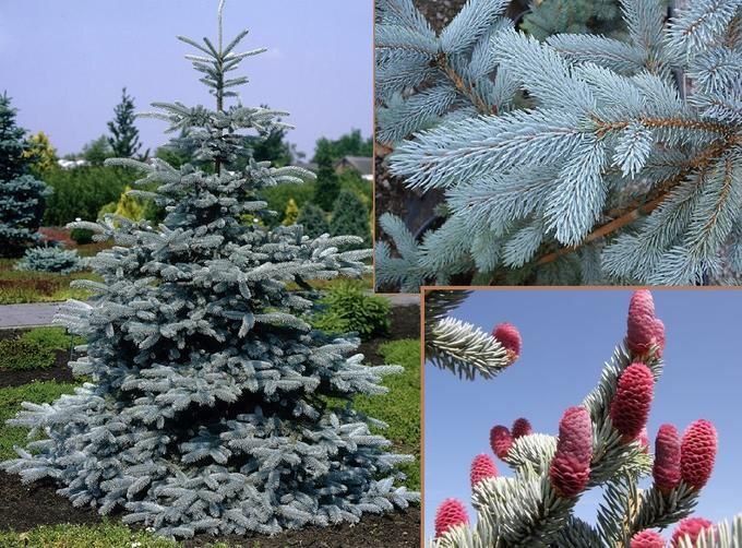 Манзарали кочатоар