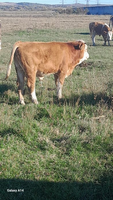 Se vand 2 vitei şi o vitea.