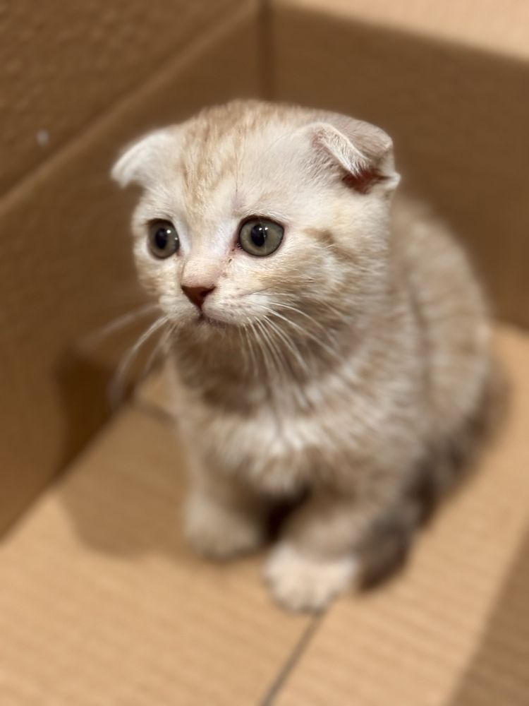 Котенок британский