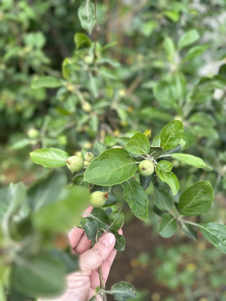 Продам дом по улице Тургумбаева