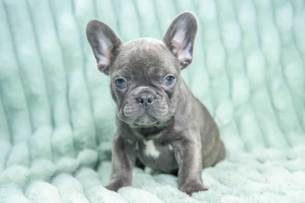 bulldog francez blue