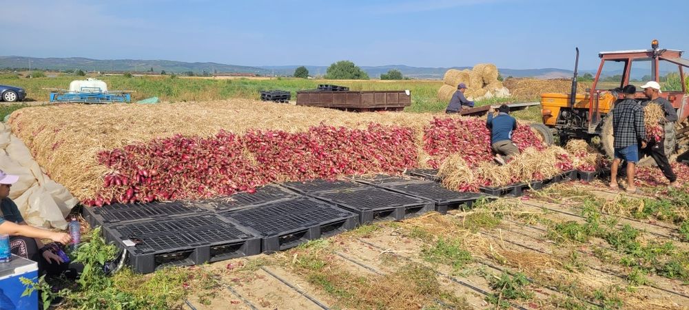 Ceapa roșie de apa