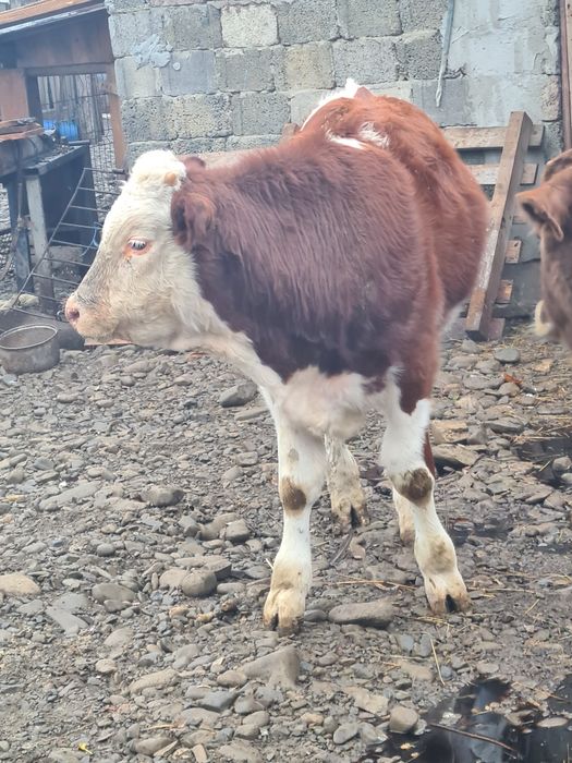 Se vinde 2 taurasi foarte frumoși grași 60 bucata 7..8 luni