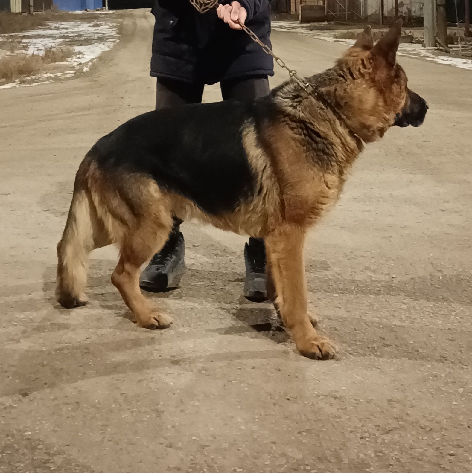 Кобель немецкой овчарка для вязки