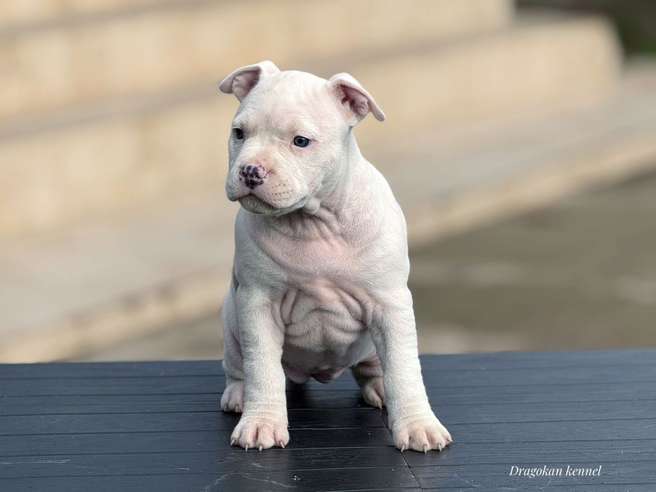 Femela amstaff rasă pură cu pedigree