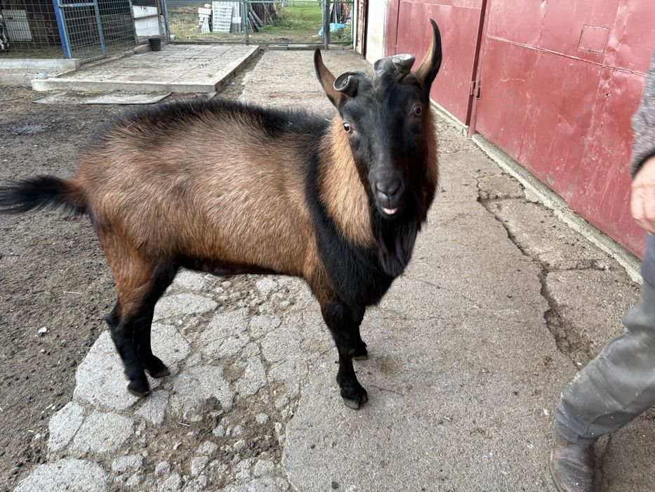 Țap Alpin, 2 ani și jumătate, blând