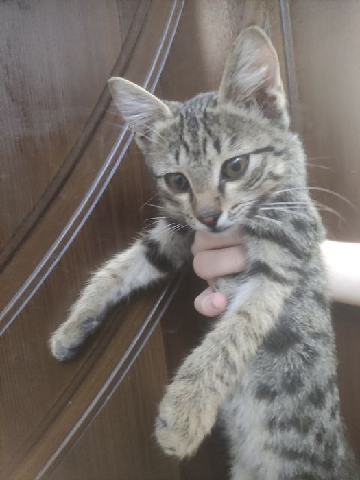 Срочно Отдадим в хорошие руки котят