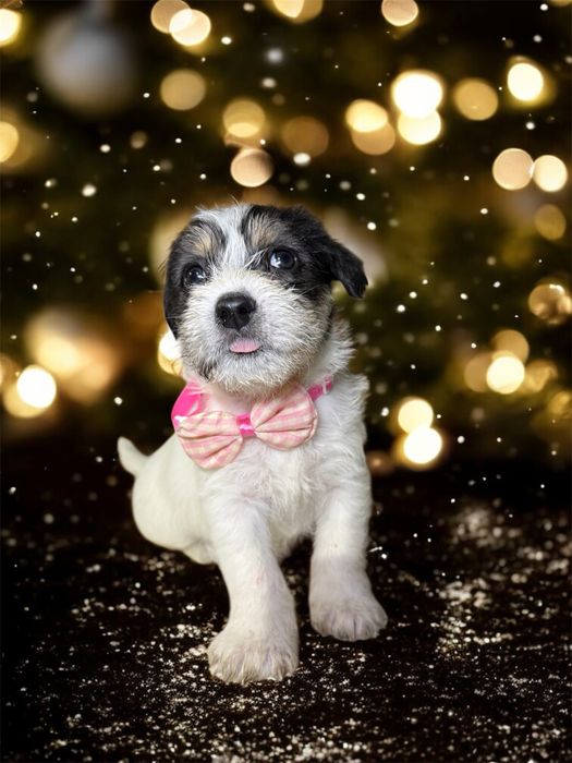 Donez puiuți de cățeluș – căutăm familii responsabile și iubitoare