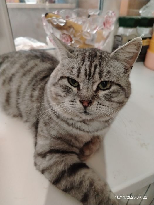 Кот шотландец ищет заботливую семью и дом