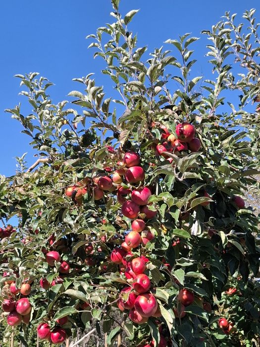 Mere de vânzare mai multe soiuri