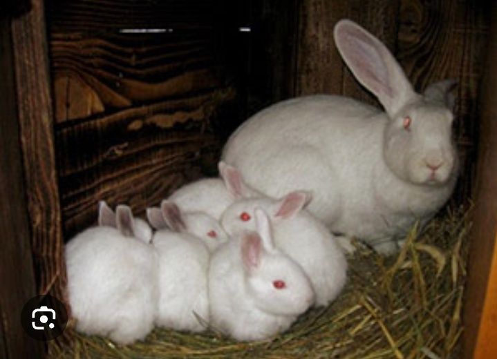 Продам маленьких крольчат породы белый великан все прививки зделаны