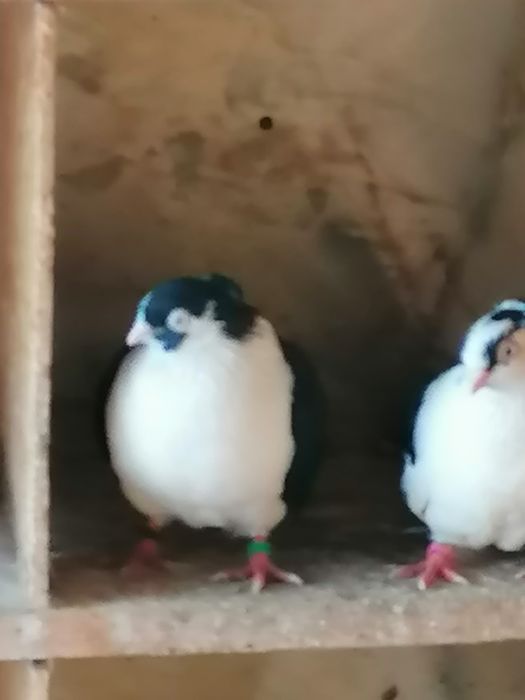 Porumbei  de vânzare