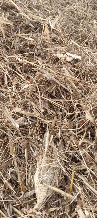 Baloți ciocani (porumb) cu iarba multa