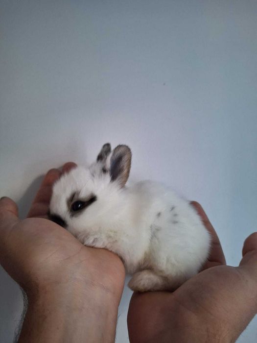 Iepurași cap de leu