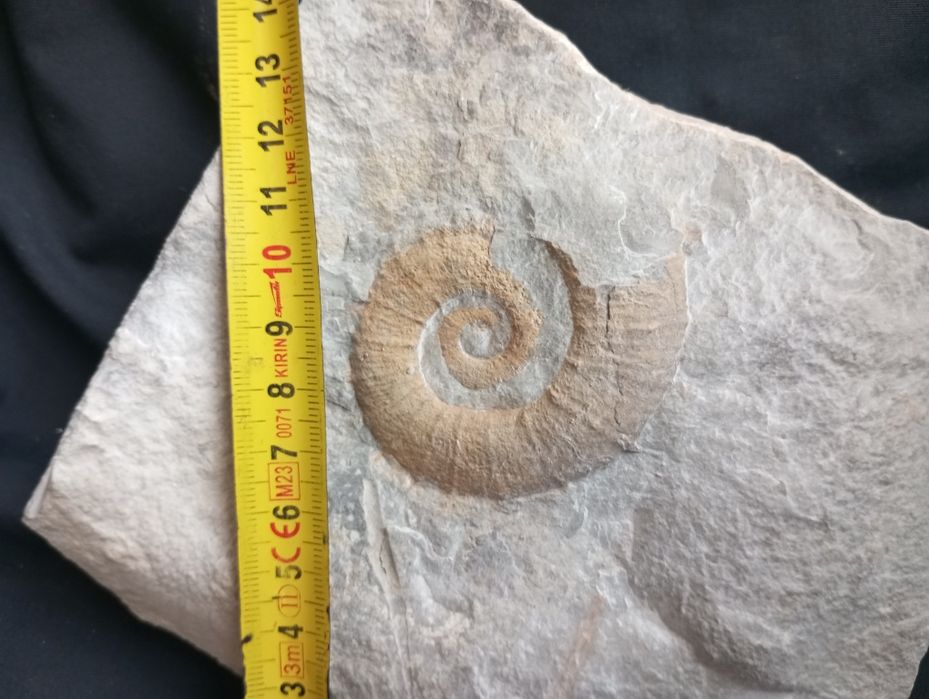 Фосил на хетероморфен амонит