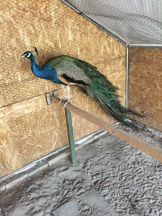 Păun standard virsta 5 ani