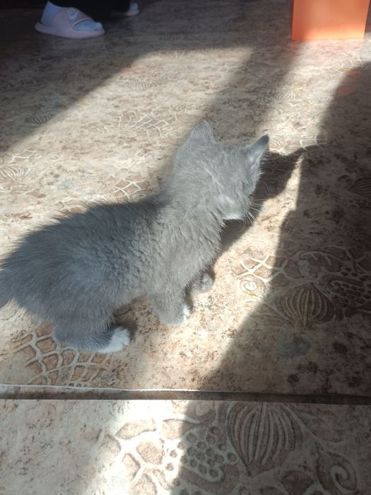 Котёнок ищет себе заботливого хозяйна