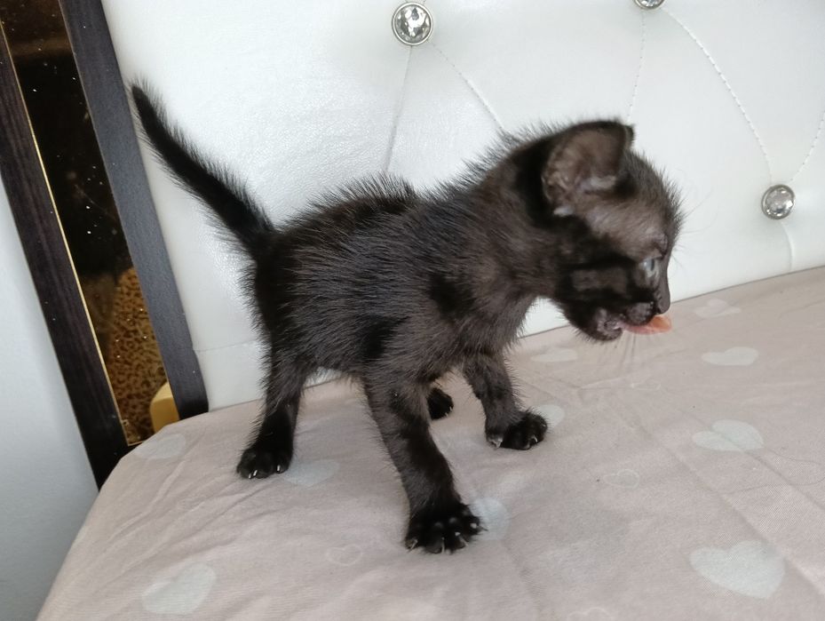 Dau spre adopție pui de pisica