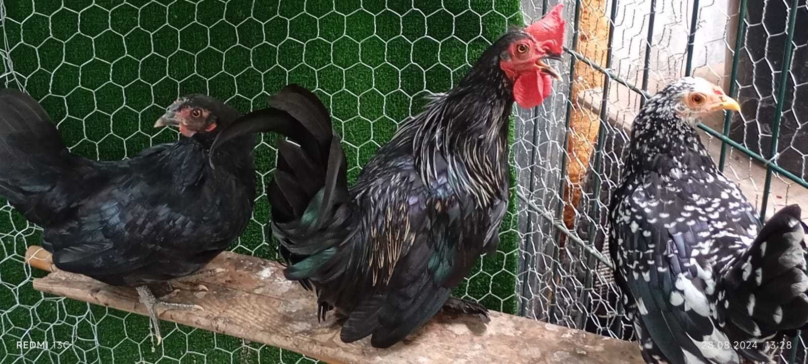 Vând cocosi pitici