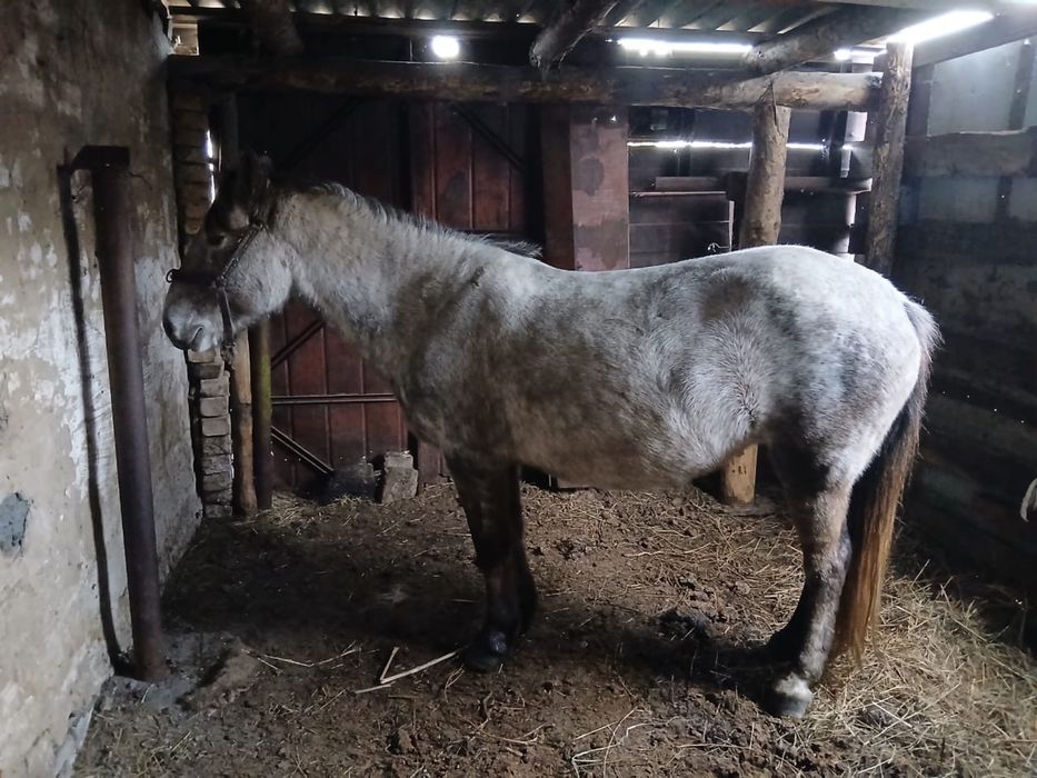 Буаз бие сатамын