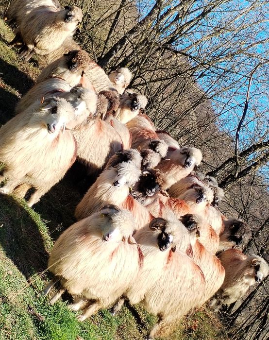 Oi de vânzare pe ales