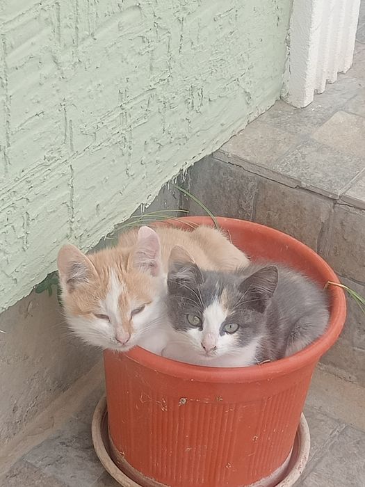 Мысық марғаулары. Котята . Котёнок.