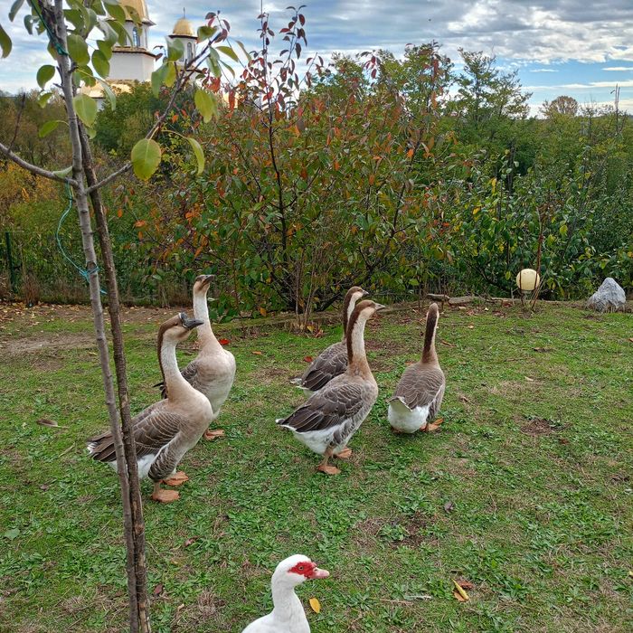 Gâscani leșești,1 de 2023 și unul 2025