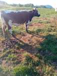 Vand 3 vaci 5500 lei/buc