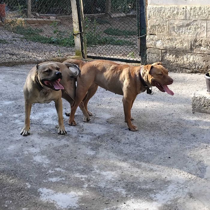 Prodavat se chisto kruvni pitbuli