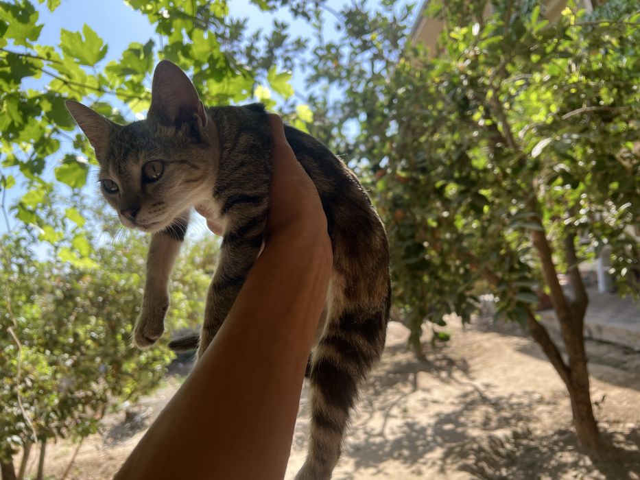 Бенгальская кошка