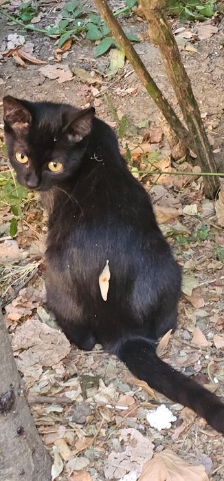 Donez urgent patru pisoiași rămași fără mama