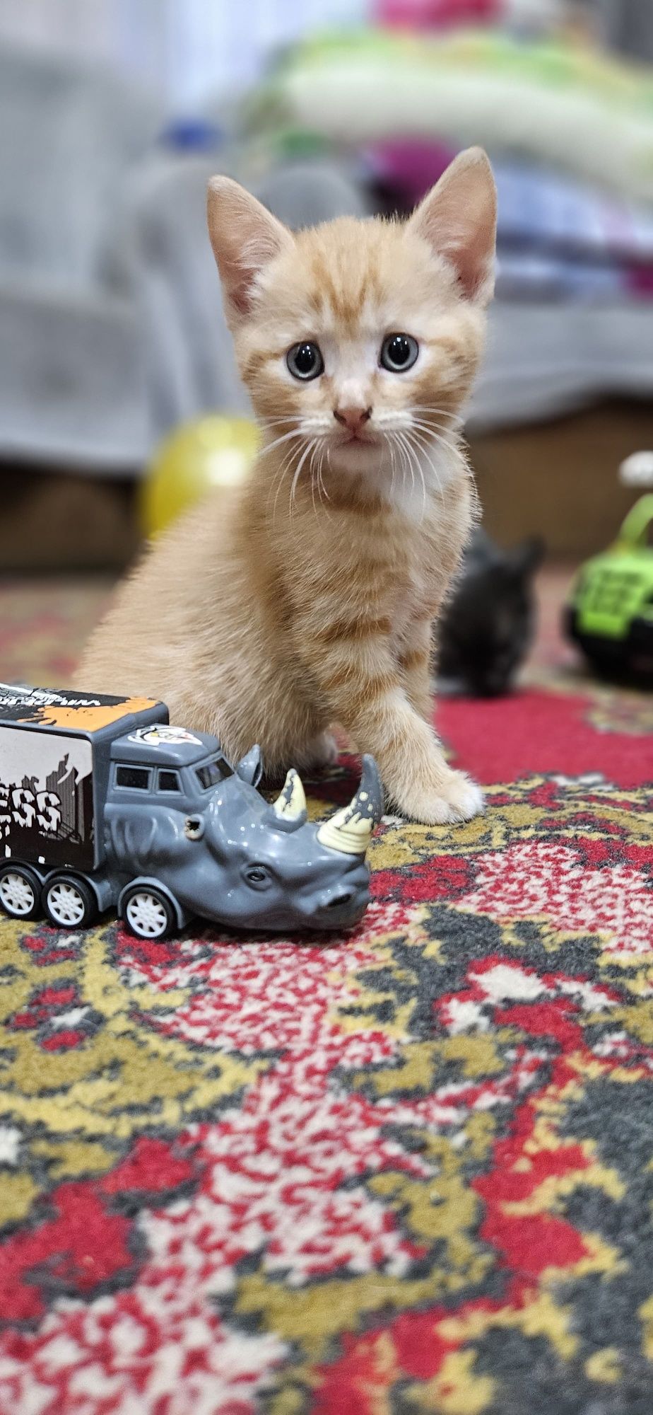 Отдам котят 2 месяца
