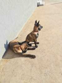 Vand belgian  malinois femela