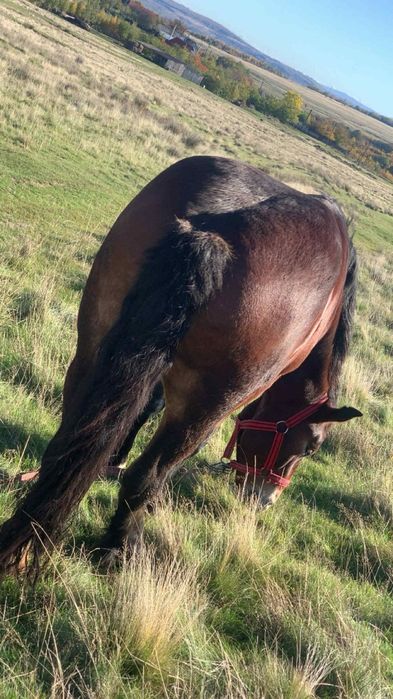 manza de vazare de 2 ani mai multe detali la tel 0 749 642 94