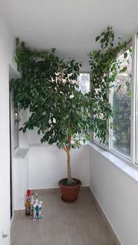 Ficus  Benjamina  inaltime 3 m