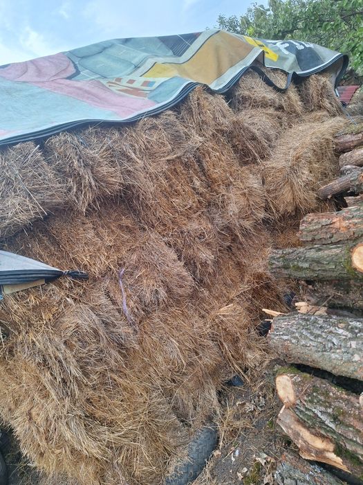 Vand baloti cu trifoias