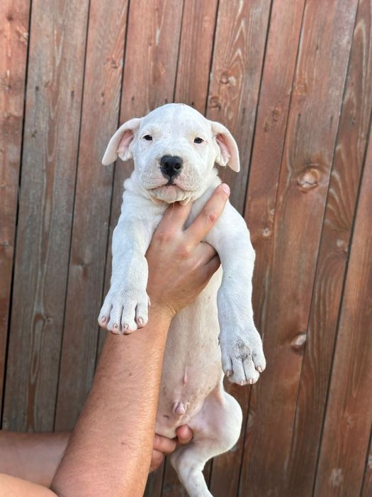 Pui Dogo Argentino cu pedigree – linii de vânătoare active