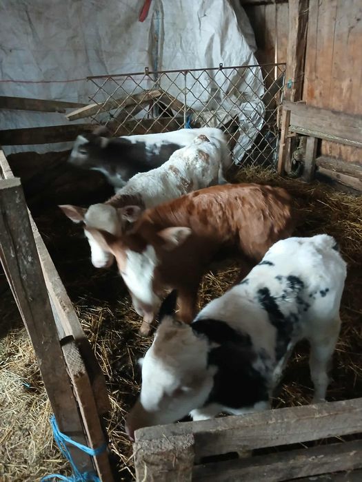 Tăurași și vițele de vânzare