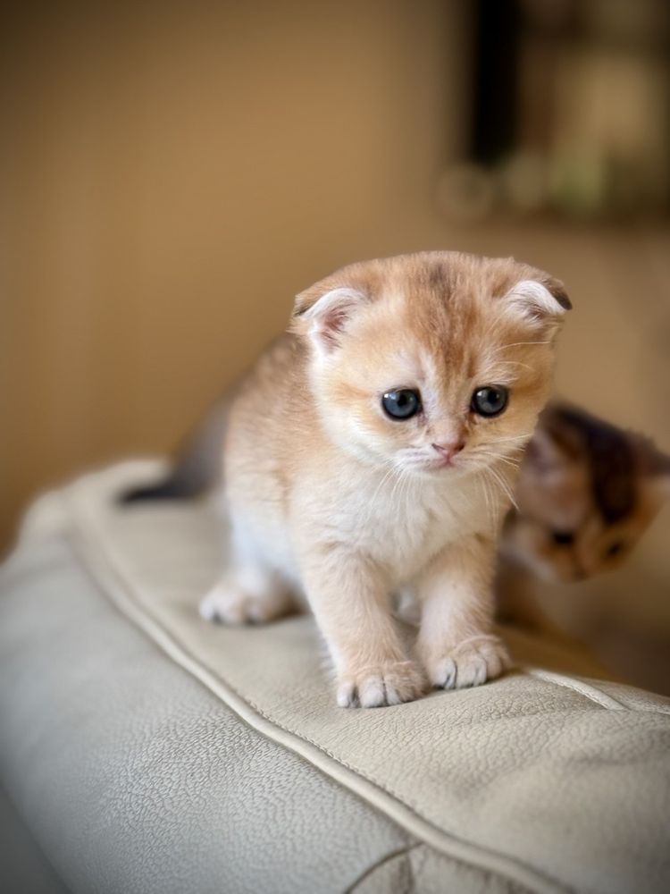 Котенок шиншилла и скотиш фолд