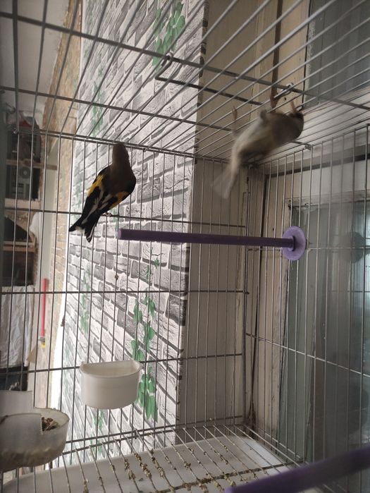 Продам щеглов пару