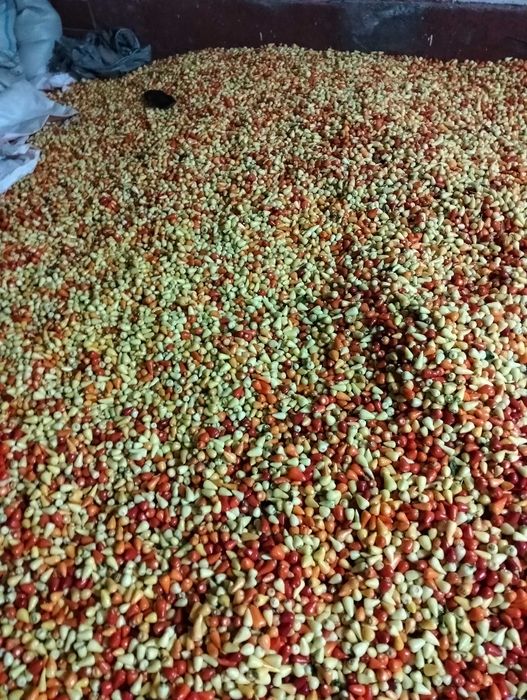 Перец горкий халапеньия турецкий