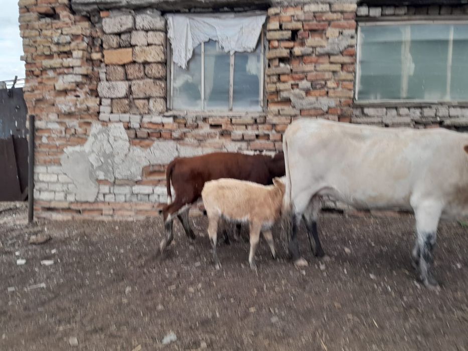 Обмен КРС продажа