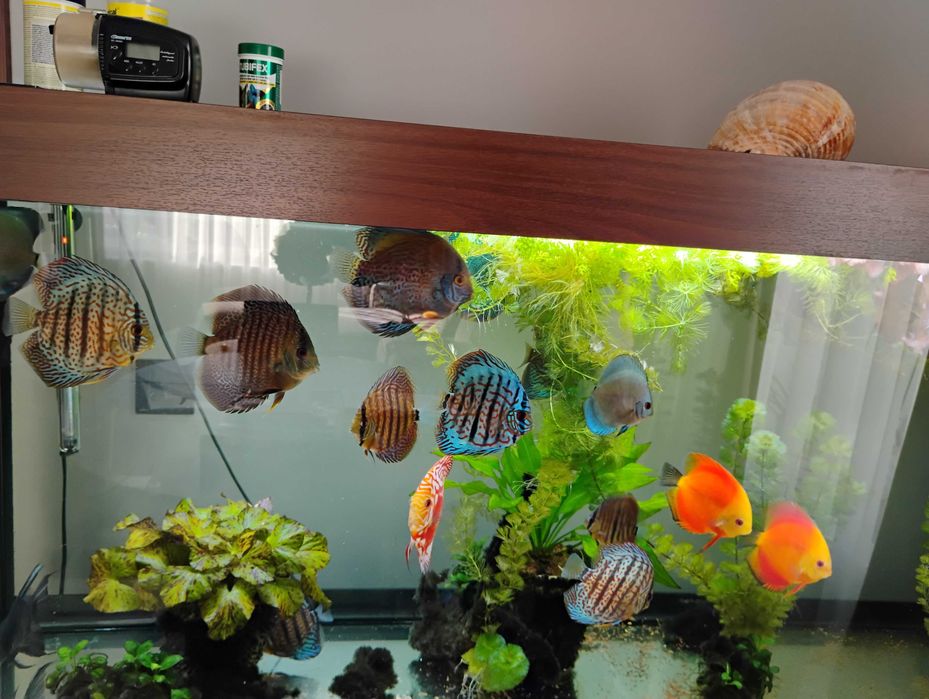 Pesti acvariu Discus