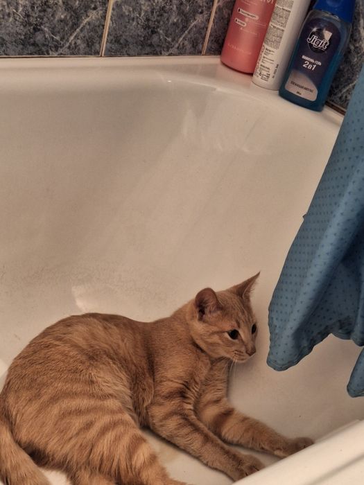 Продам кота ласковый