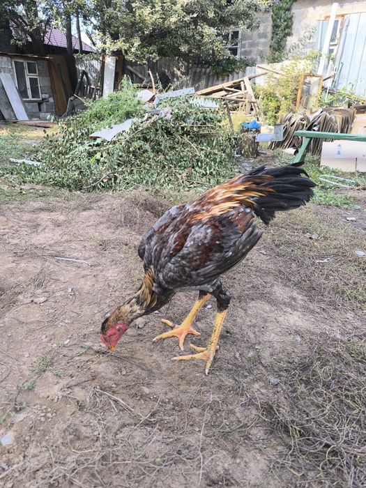 Продам Дакан жужик