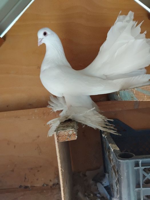 Kabutar pavlin jujalari bilan