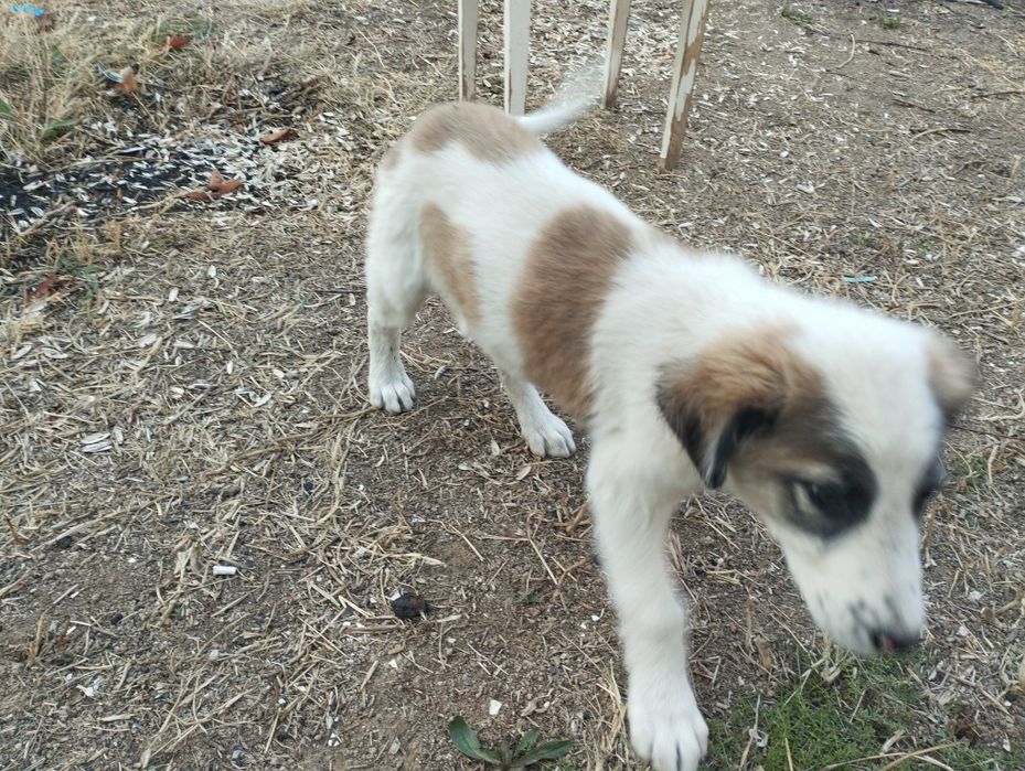 Кучук 2 ойли совгага