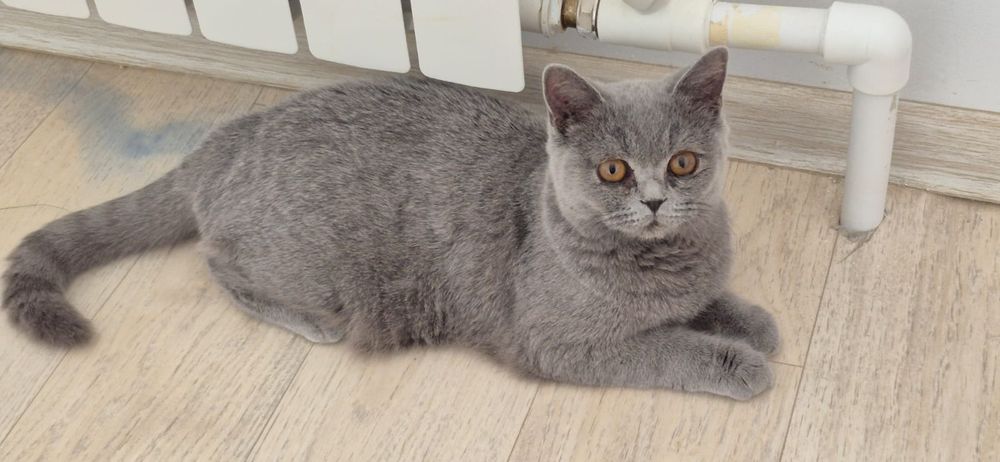 Британская КШ Голубая. Элитные корни, Документы. Цена – 50 тыс. тг.